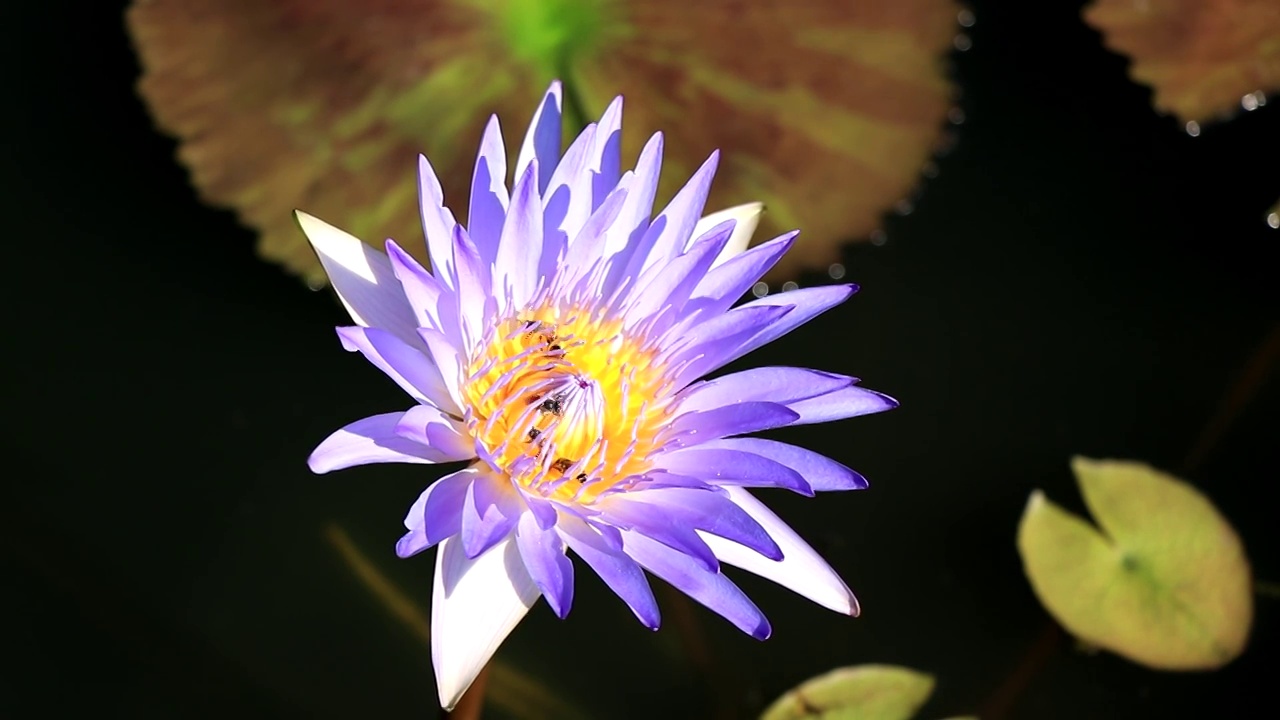 蜜蜂在莲花上蜂群，蜜蜂在紫色莲花的花粉中采集花蜜，有朝阳的花，有太阳升起的花。视频素材