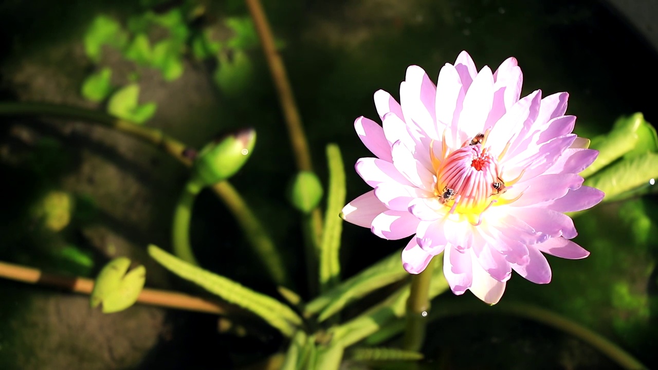 蜜蜂在荷花上蜂群，蜜蜂在白莲的花粉上采集花蜜，白莲有早晨的太阳，有日出的花。视频素材