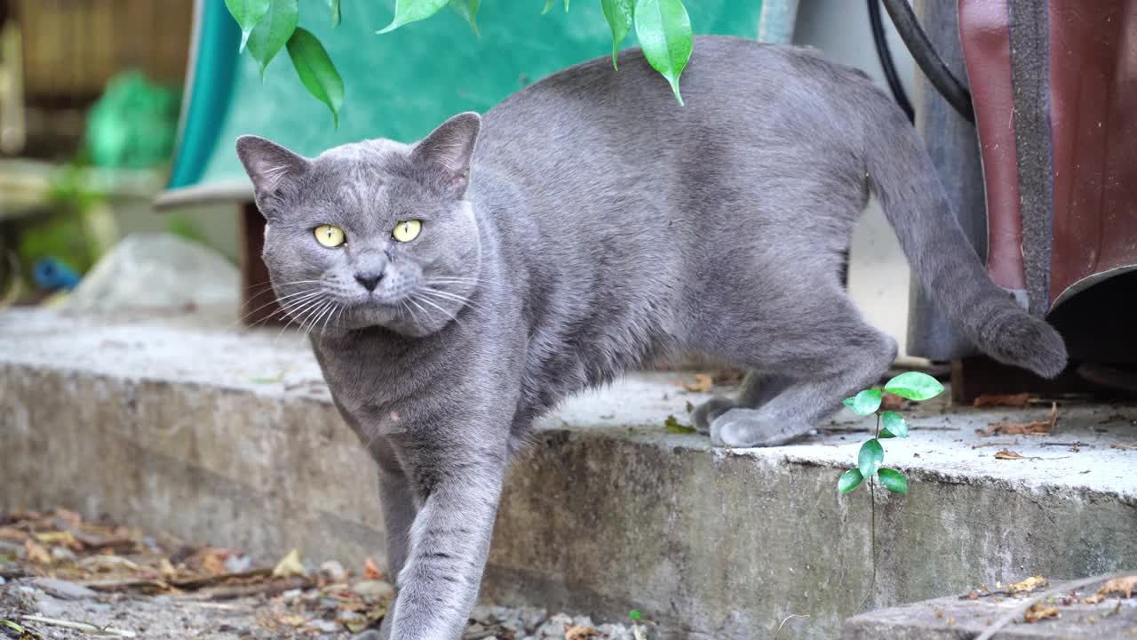 猫,猫呵叻视频素材