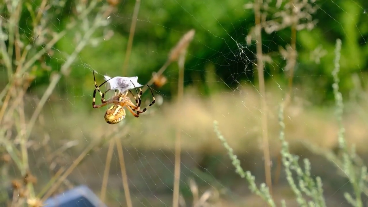 蜘蛛用网抓住昆虫，然后把它们裹在茧里，慢动作视频素材