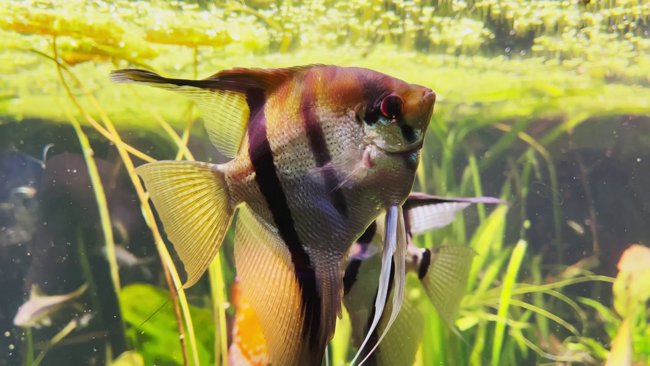 水族馆里的水下世界，在明亮的绿藻中，有不同种类的鱼，五颜六色的石头，美丽的神奇的鱼有大鳍和形状视频素材