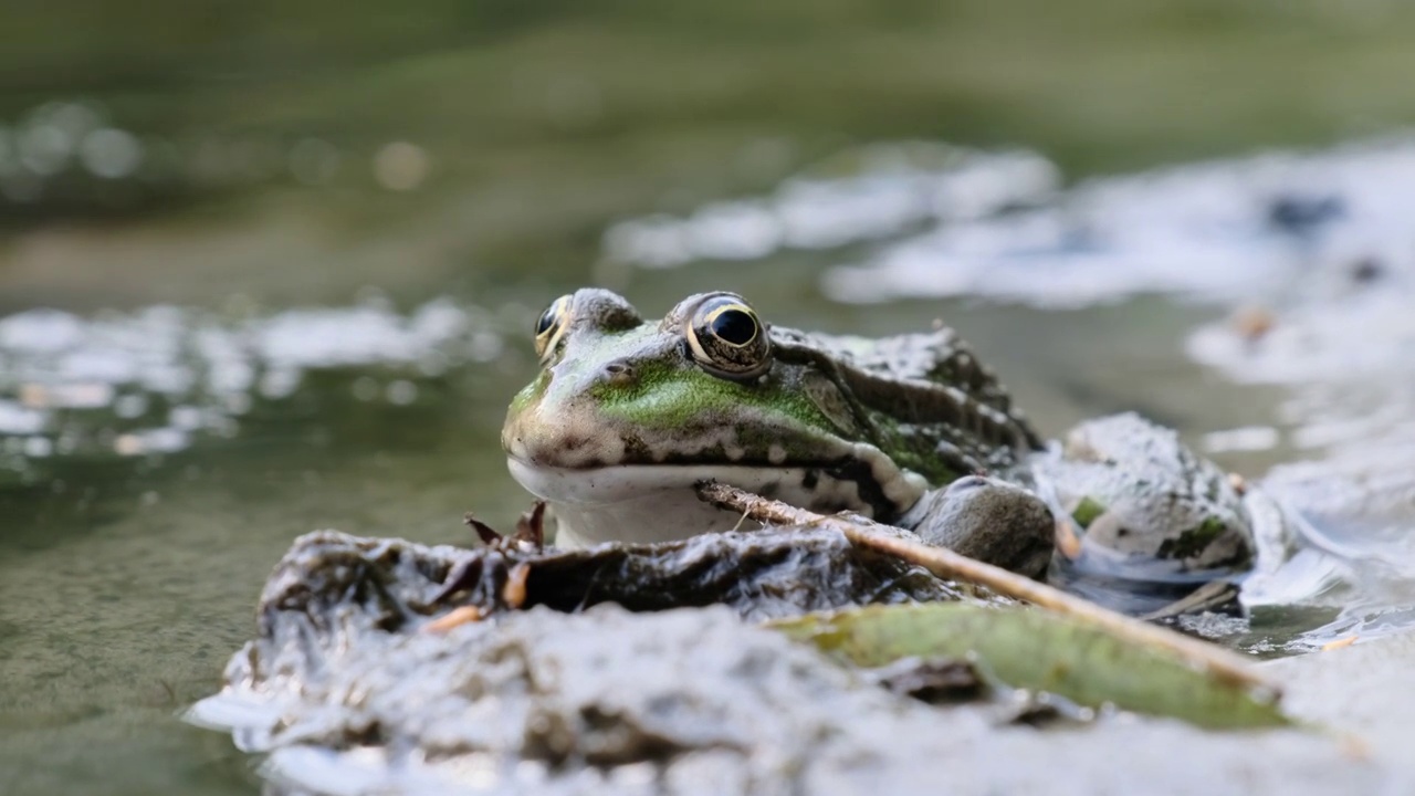 绿色的青蛙坐在河边的岸边，特写镜头，蟾蜍的肖像视频素材