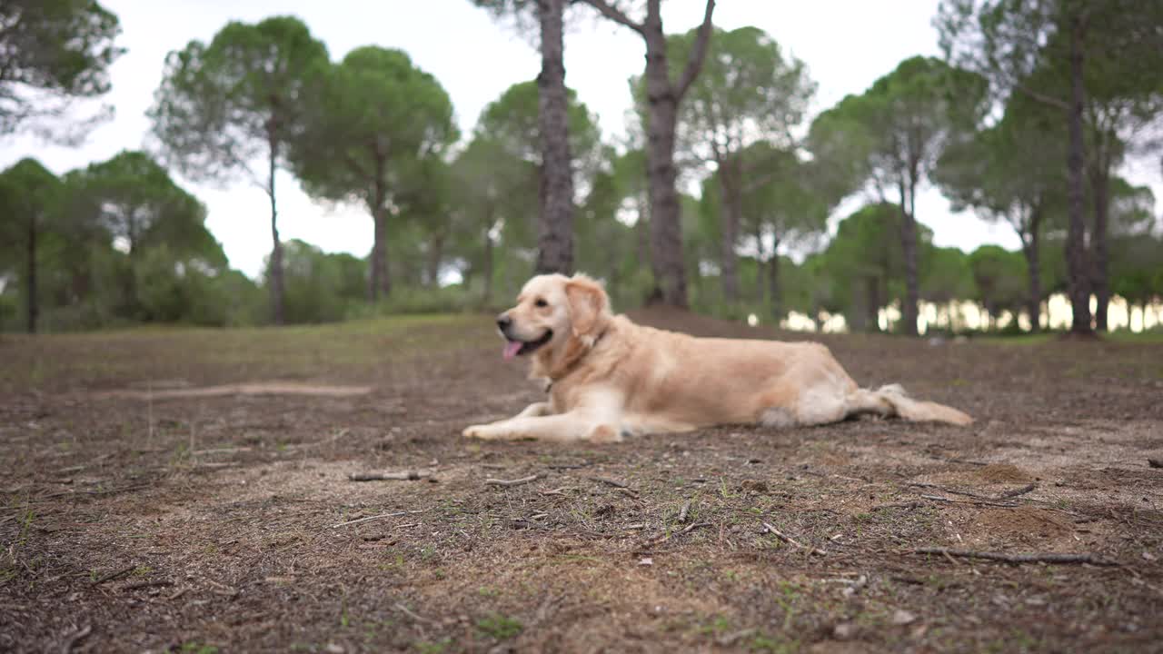 金毛寻回犬坐在自然森林里。视频素材