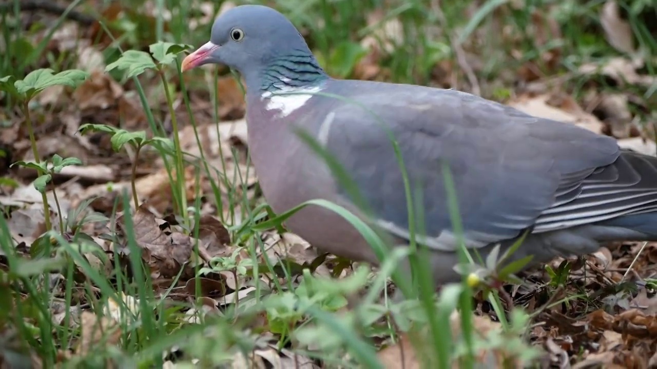 林鸽(Columba palumbus)在森林中寻找食物的特写镜头视频素材