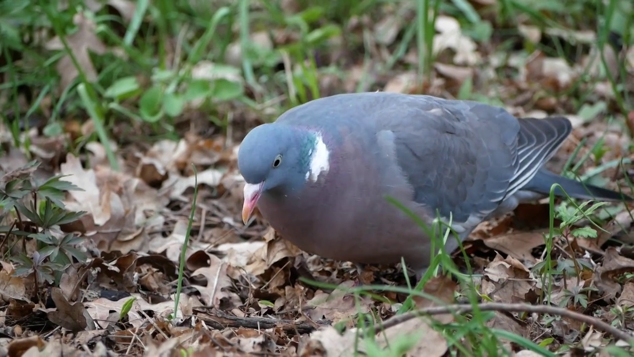 林鸽(Columba palumbus)在森林中寻找食物的特写镜头视频素材