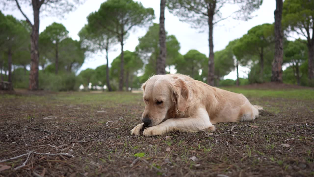 金毛寻回犬在秋天的森林里玩树枝视频下载