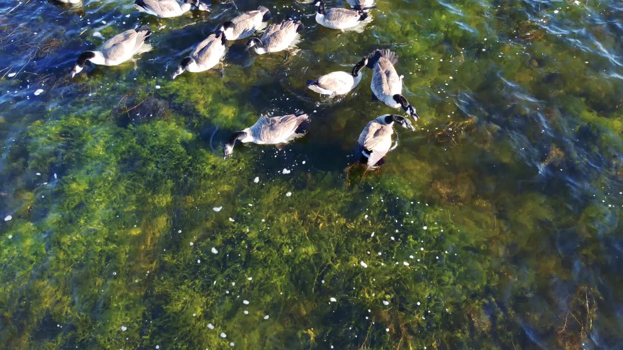 湖面上漂浮着鸭子视频素材