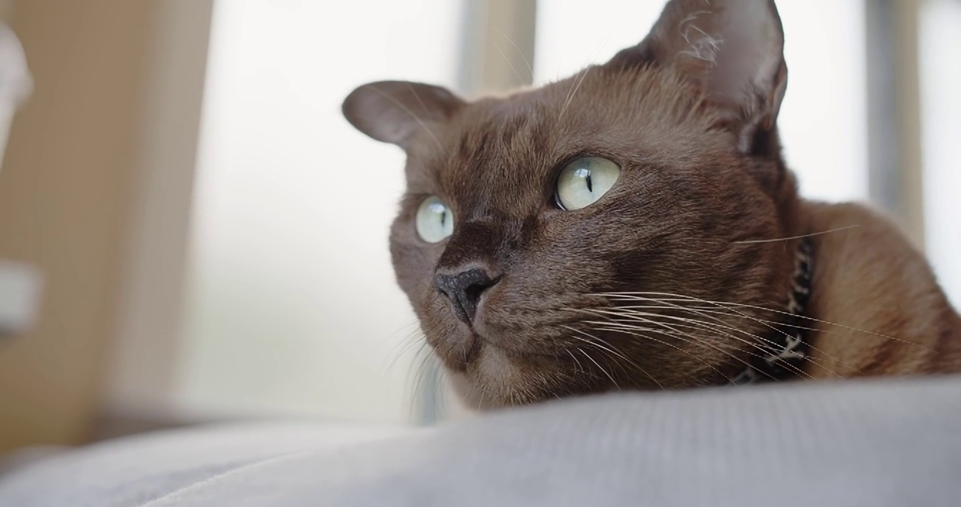 肖像特写可爱的聪明的动物宠物棕色的猫躺在舒适的床沙发在客厅和望出去视频素材