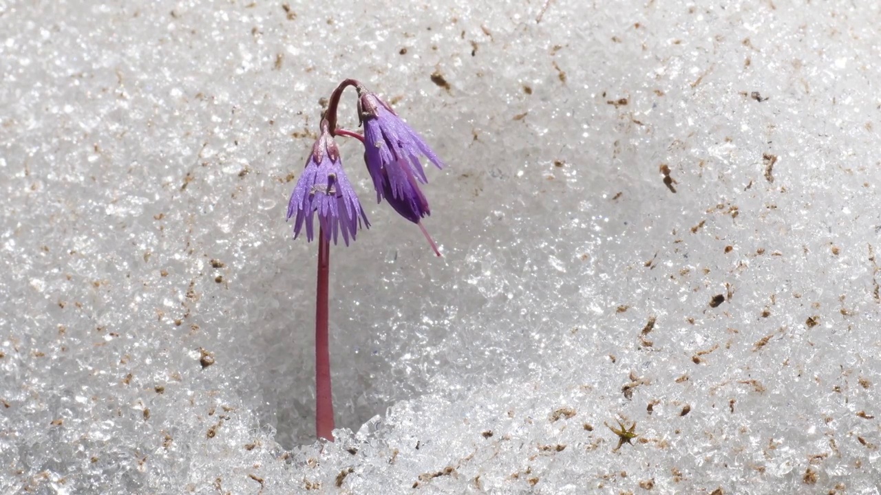 春天的雪铃，阿尔卑斯山，索尔达内拉高山，视频素材