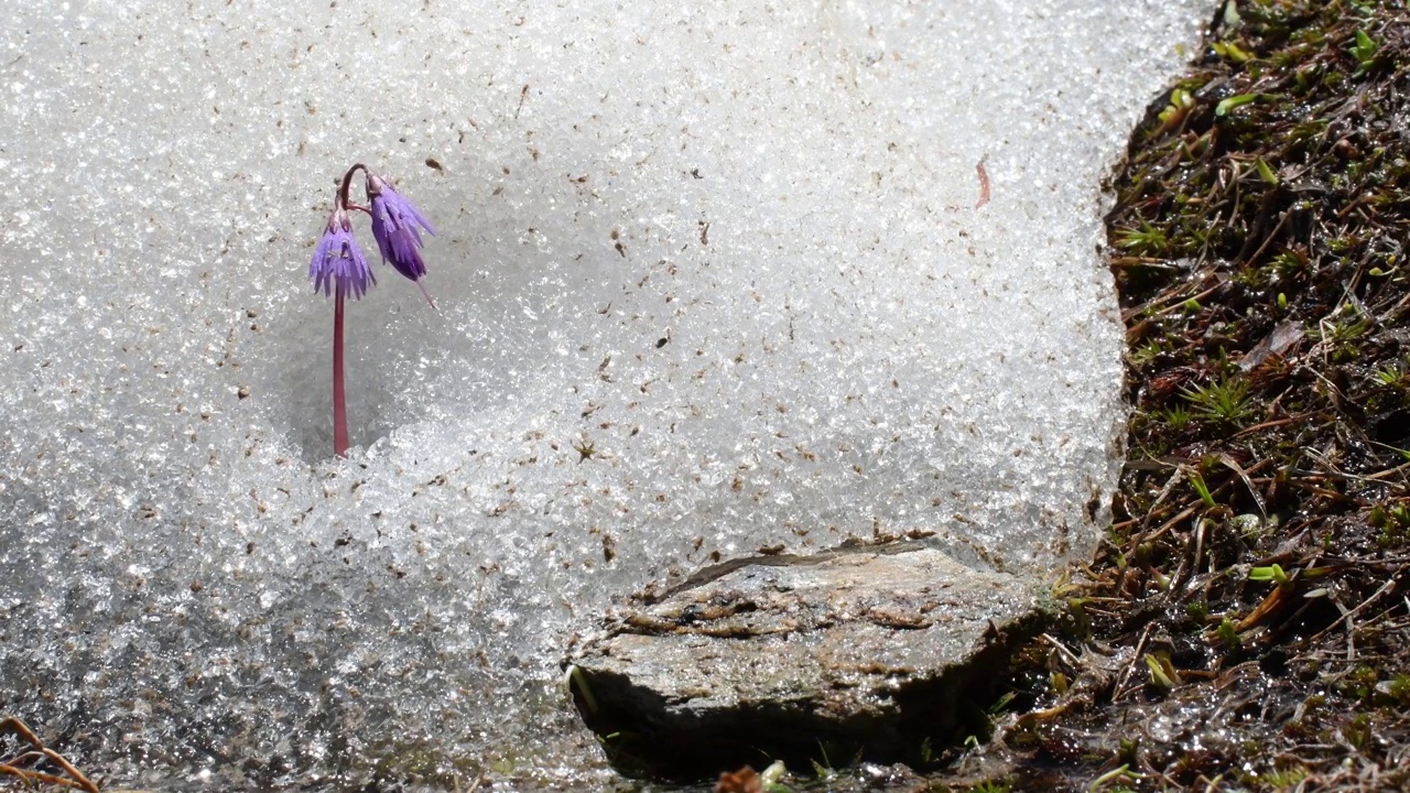 春天的雪铃，阿尔卑斯山，索尔达内拉高山，视频素材