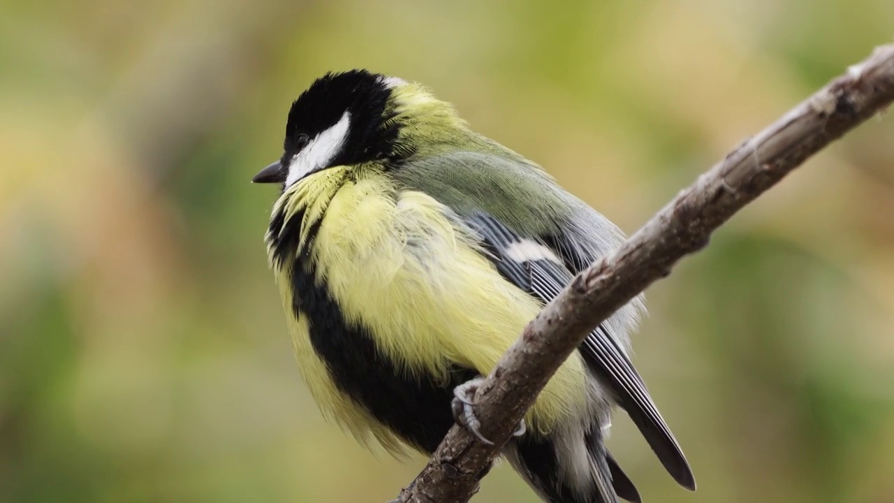 鸟-大山雀(Parus major)坐在一个多云的秋天的树枝上。视频素材