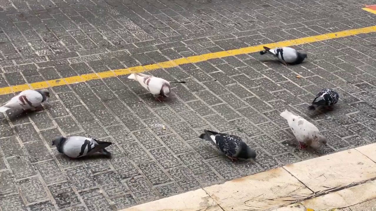 一群鸽子在街上觅食视频素材