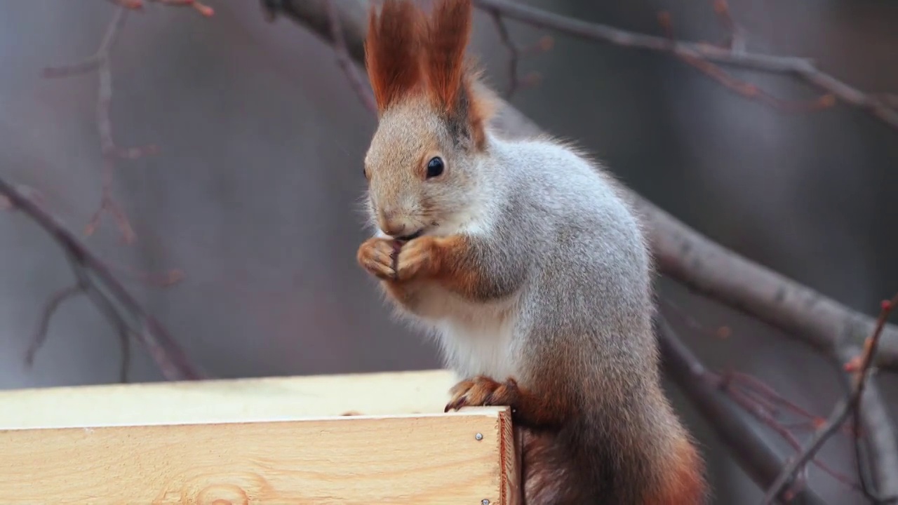 动物-欧亚红松鼠(Sciurus vulgaris)坐在一个喂食器和吃葵花籽在一个多云的冬天。视频素材