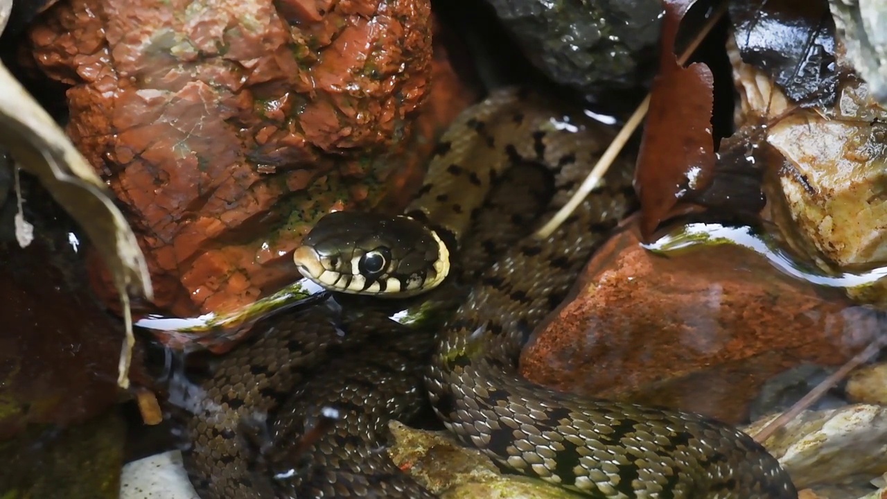 池塘中的水蛇，Natrix Natrix视频素材