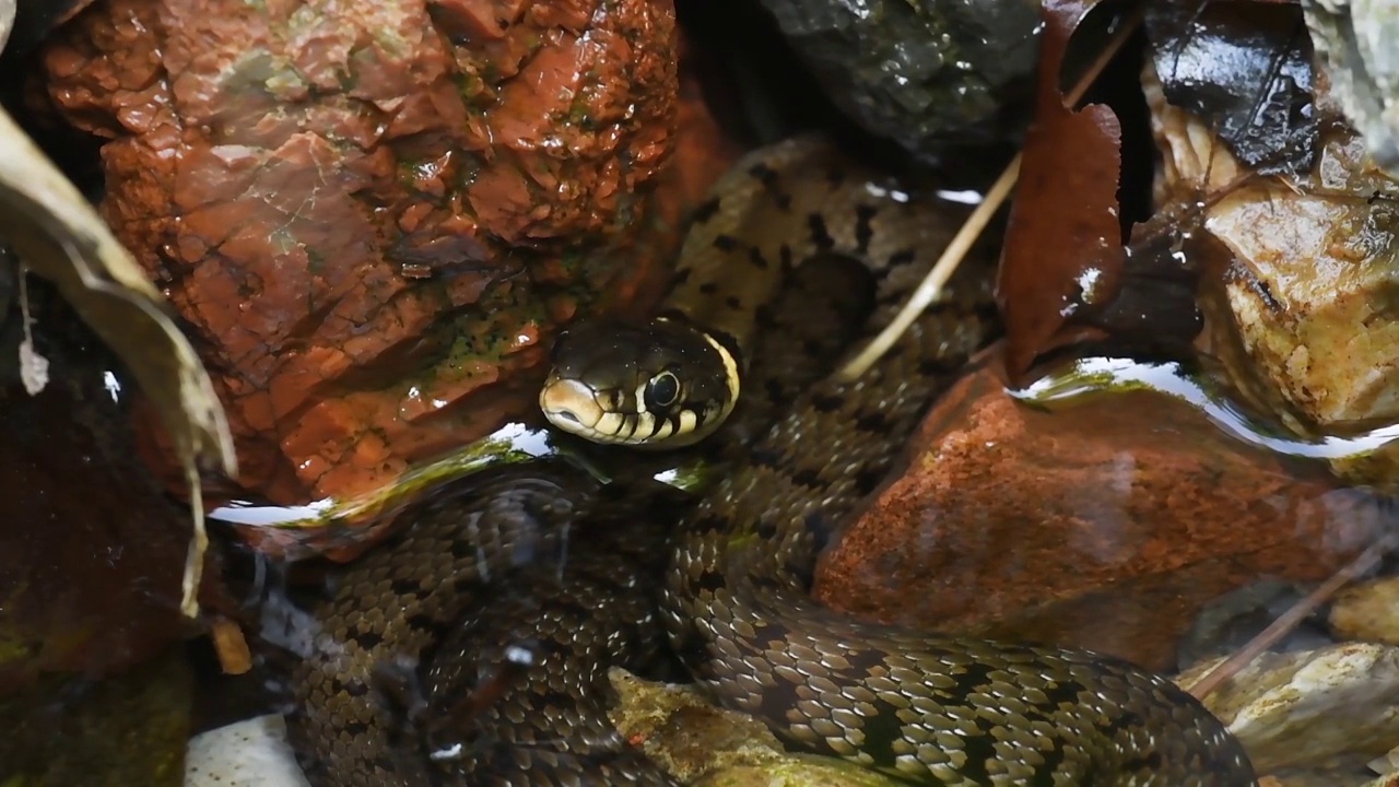 池塘中的水蛇，Natrix Natrix视频素材