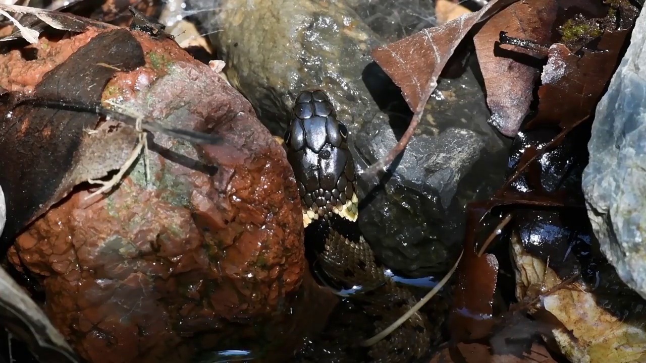 池塘中的水蛇，Natrix Natrix视频素材