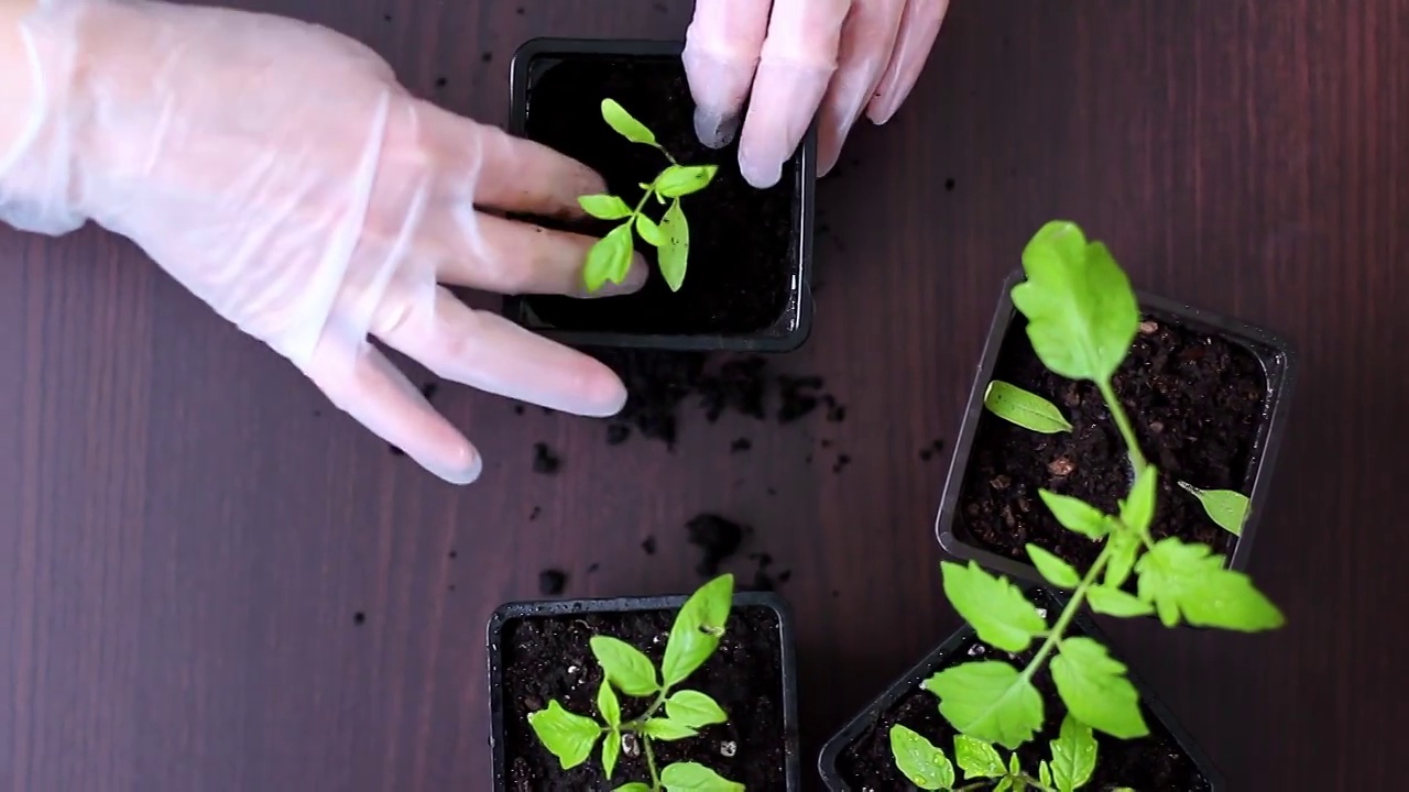 将番茄幼苗从盒式磁带移植到花盆中。视频下载