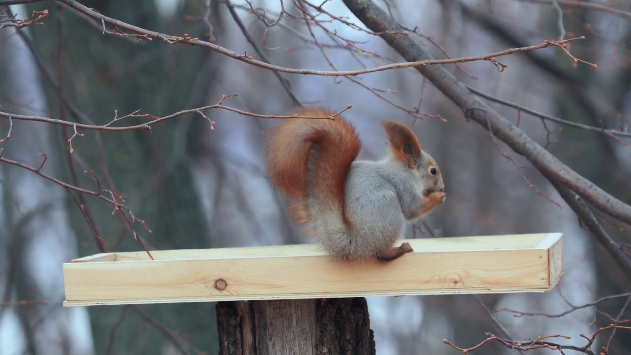 动物-欧亚红松鼠(Sciurus vulgaris)和大山雀在一个多云的冬天从喂食器吃葵花籽。视频素材