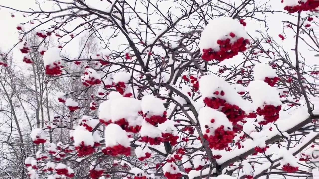 冬天雪下有红色浆果的花楸树枝。非城市景观。下雪。视频素材