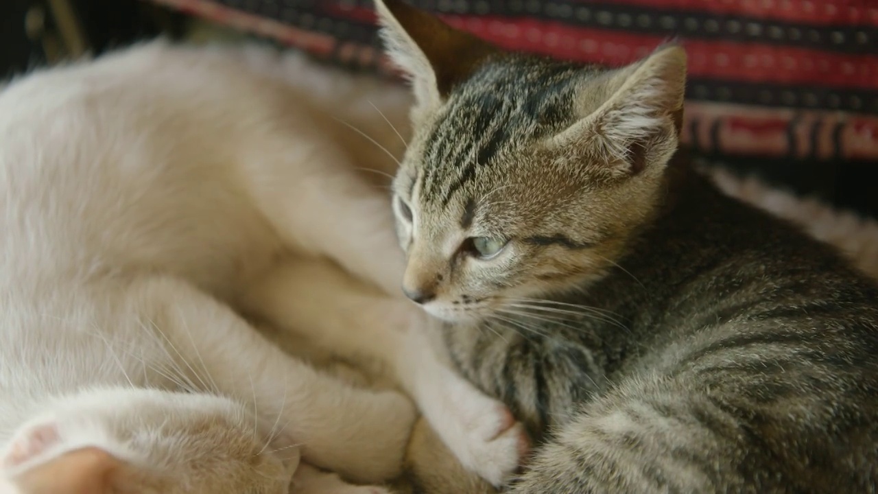 一只漂亮的小猫在睡觉前看着镜头视频素材