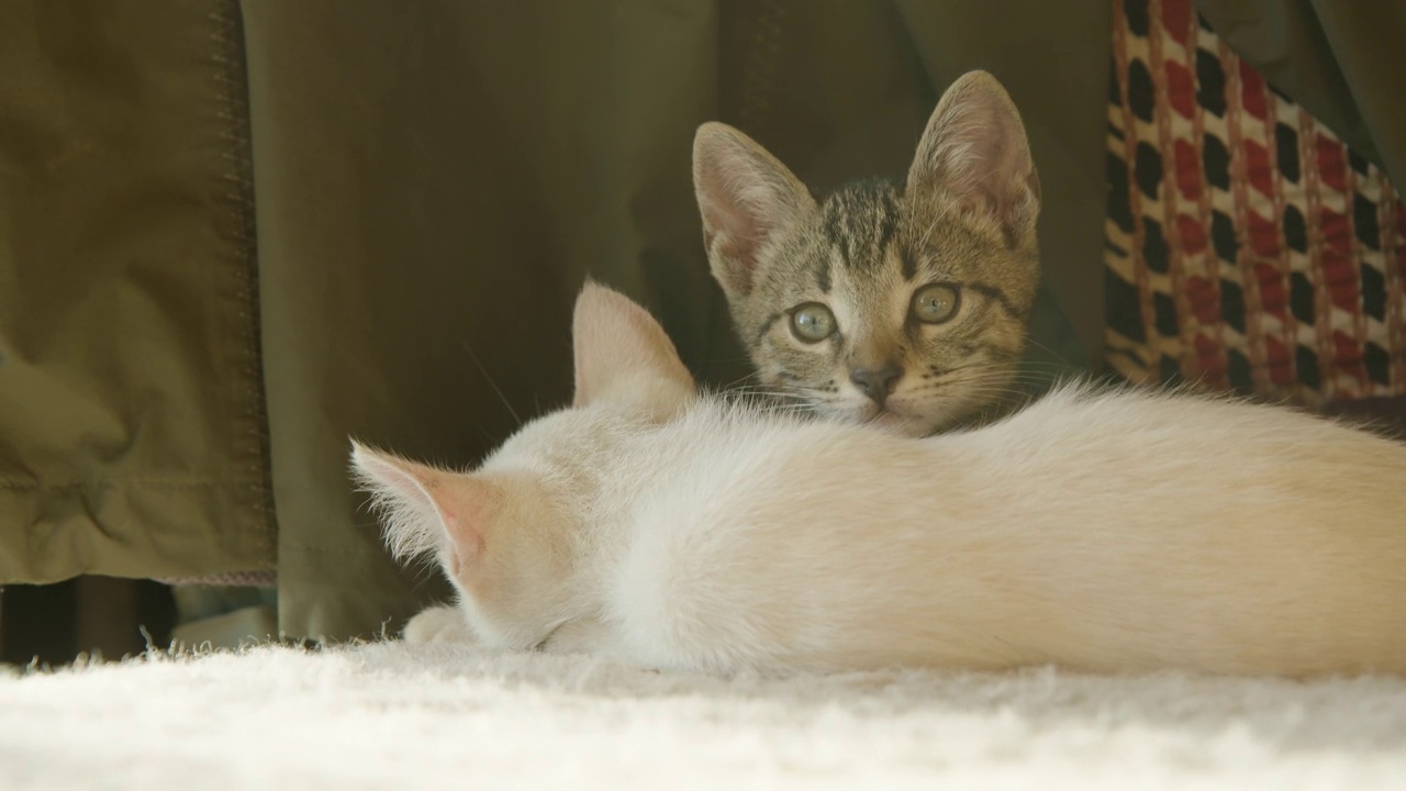 一只漂亮的小猫看着苍蝇从他熟睡的兄弟那里飞回来视频素材