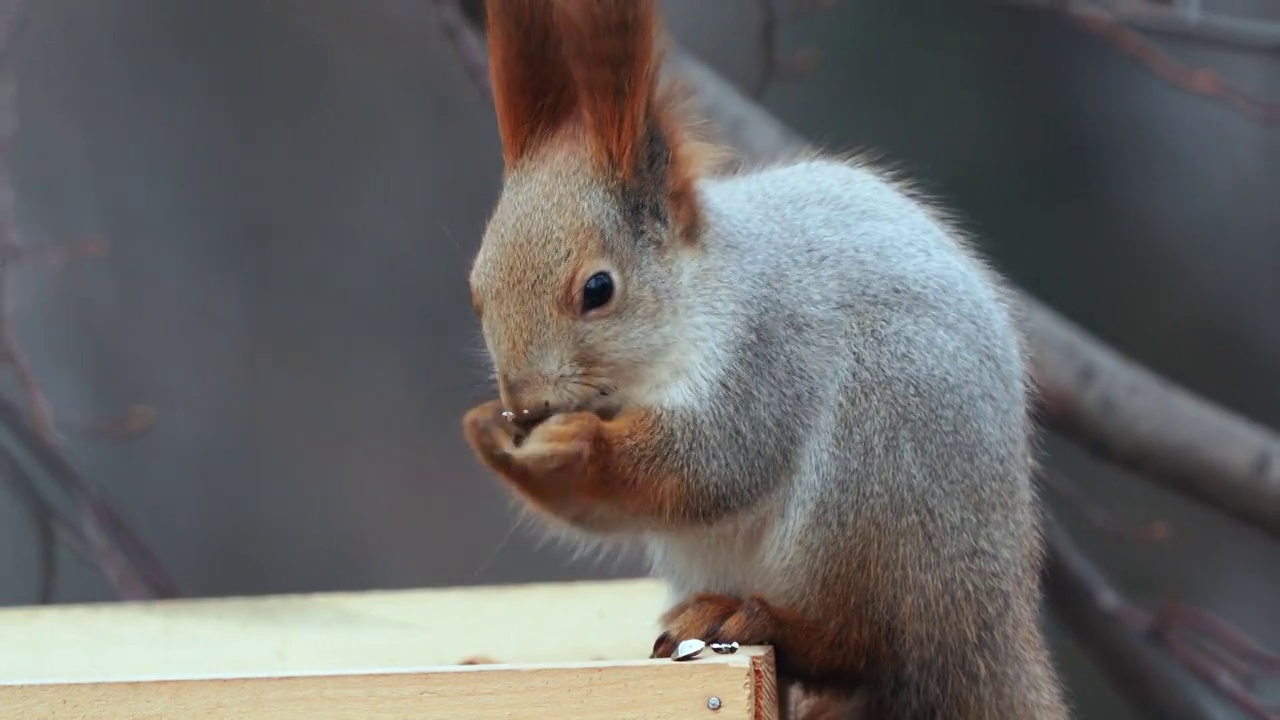 动物-欧亚红松鼠(Sciurus vulgaris)坐在一个喂食器和吃葵花籽在一个多云的冬天。视频素材