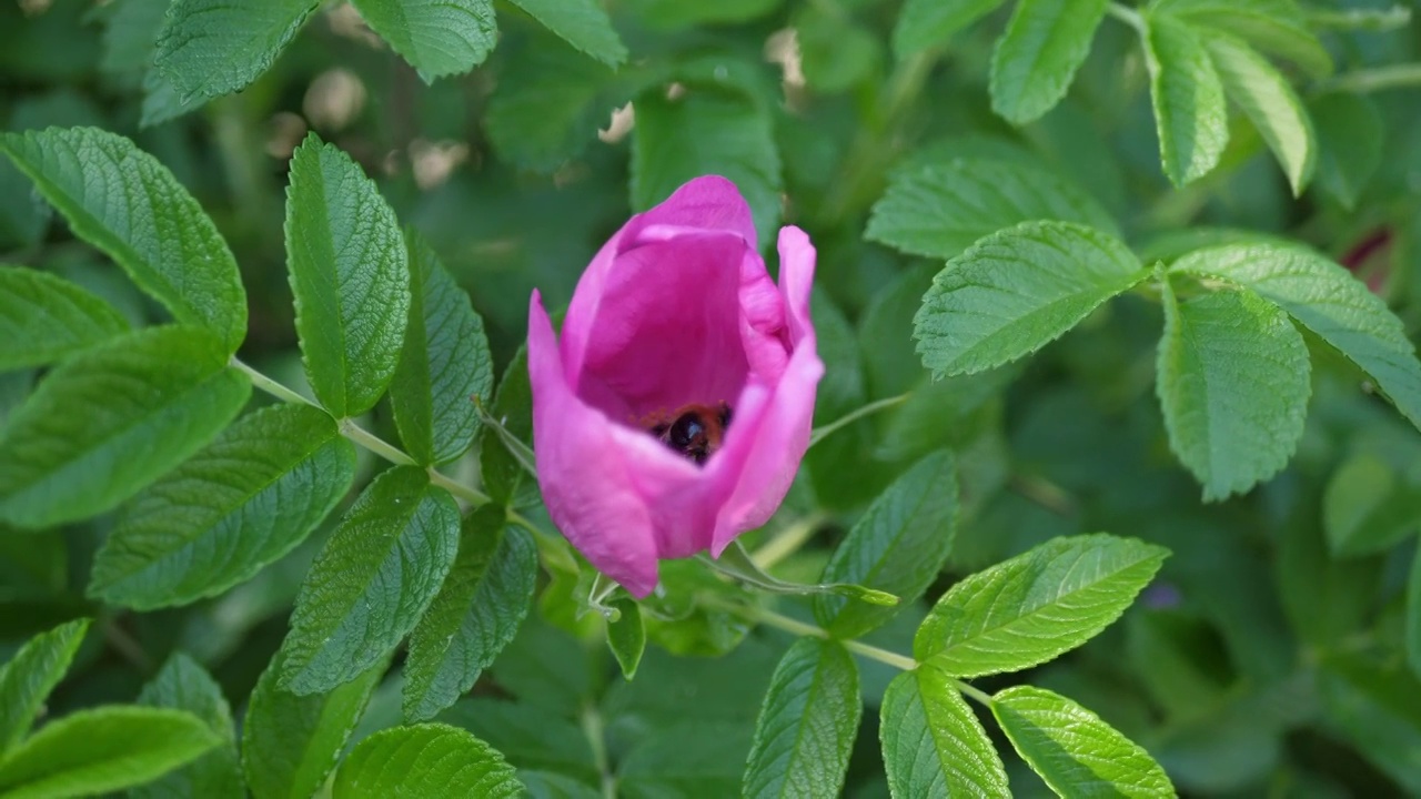 大黄蜂在玫瑰花丛中采集花蜜视频素材