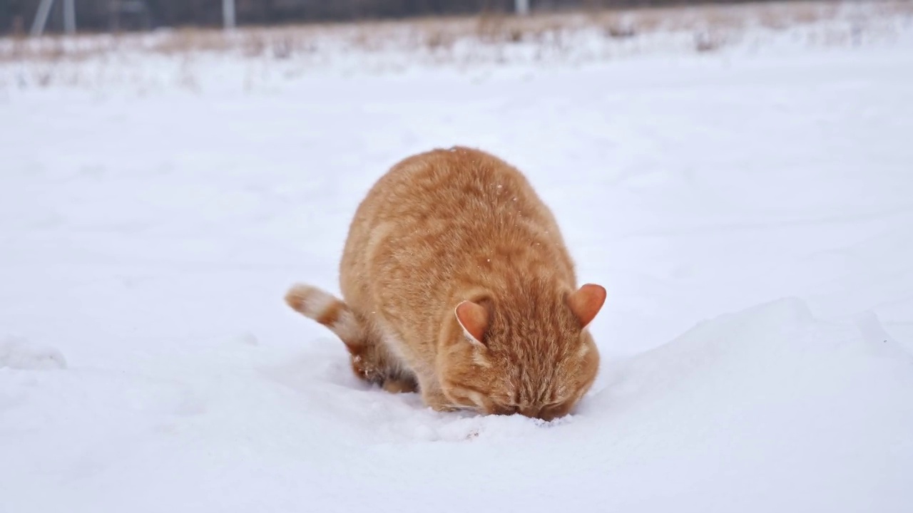 可爱的毛茸茸的红色家猫在寒冷的冬天在野外吃雪视频素材