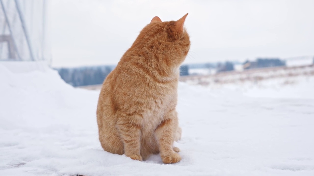 冬天，一只红色的毛茸茸的猫坐在柔软的雪地上四处张望视频素材