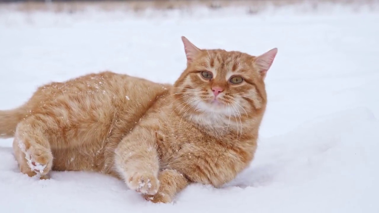 可爱的毛茸茸的家猫在白色的雪地里打滚视频素材