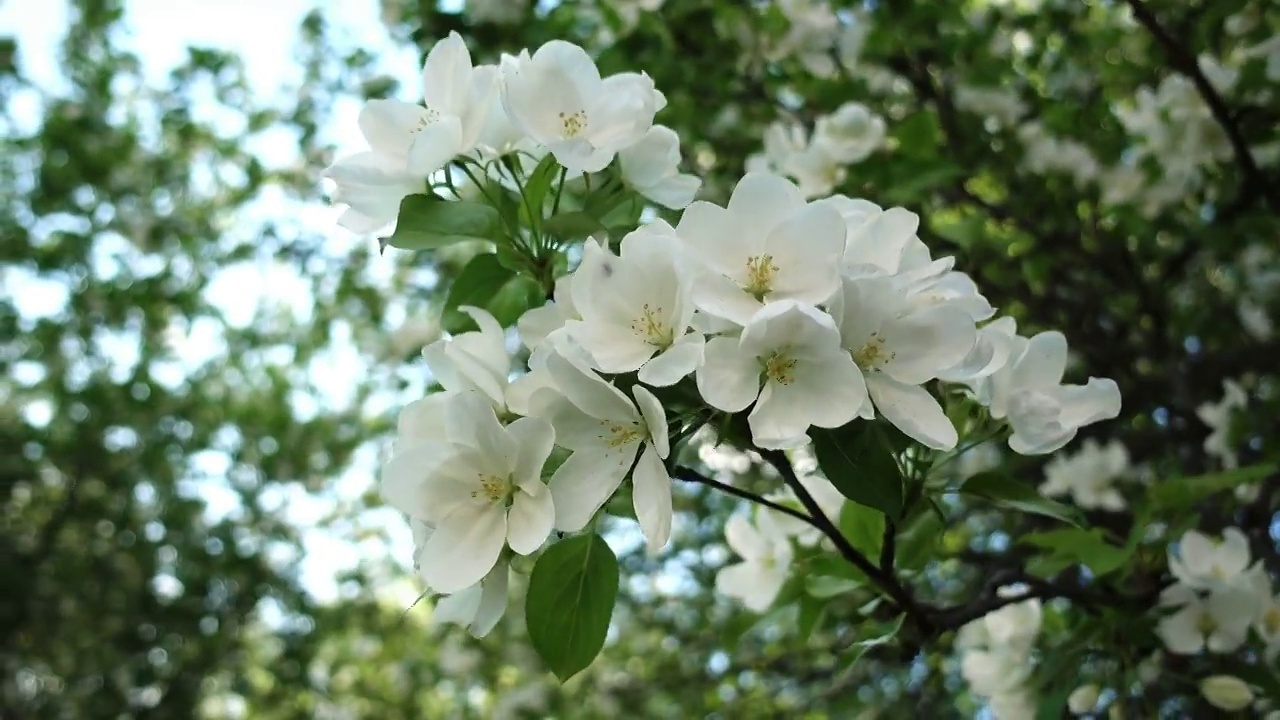 花园里盛开的苹果树。花的背景。春天。阳光明媚的一天。一棵苹果树上的白花的特写。美丽的自然绿色散景和阳光在背景视频素材