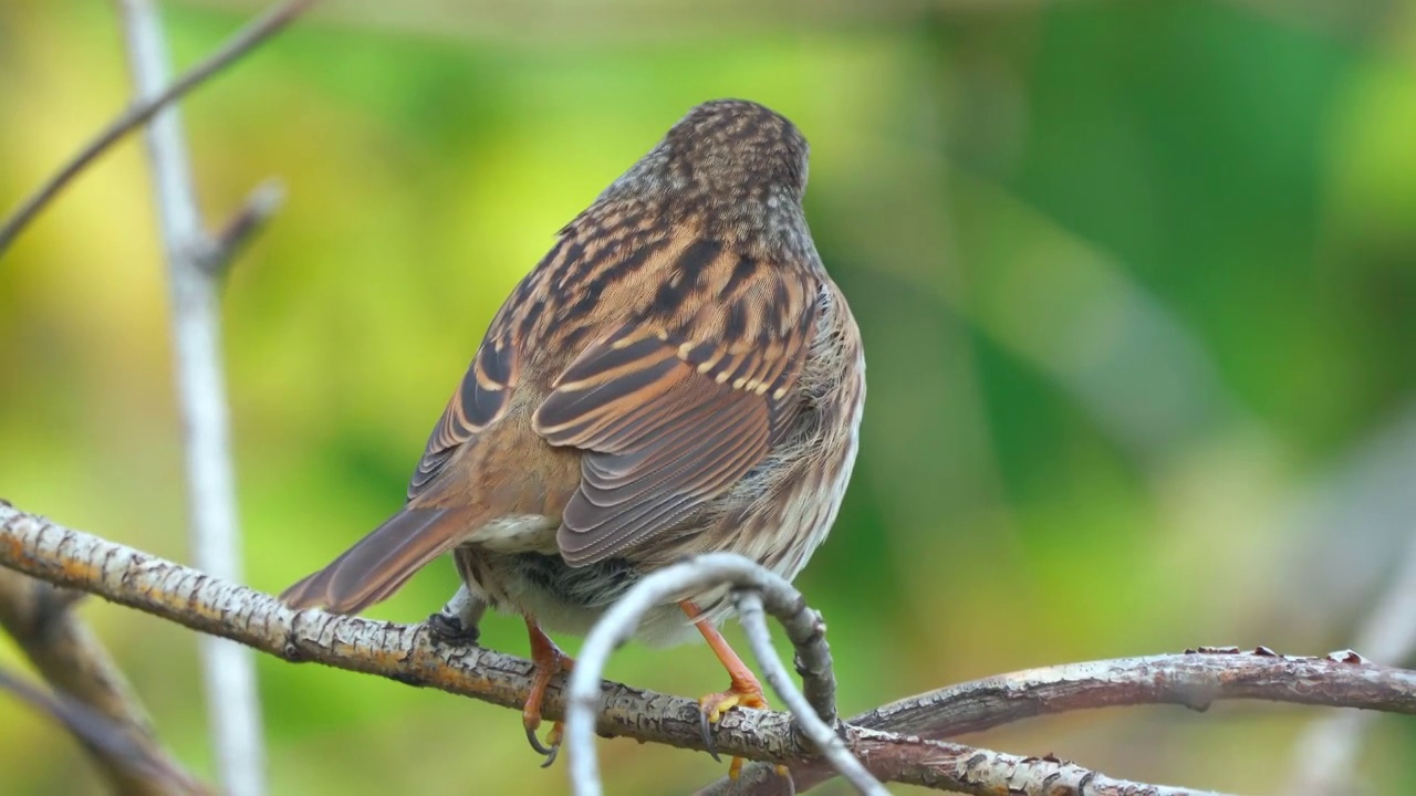 在一个寒冷晴朗的秋日里，冬扁桃(Prunella modularis)坐在树枝上。视频素材