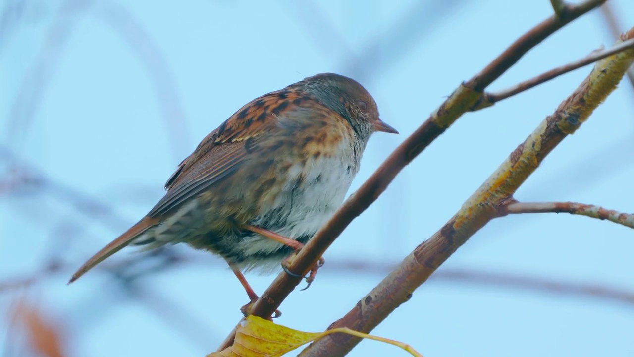 在一个寒冷晴朗的秋日里，冬扁桃(Prunella modularis)坐在树枝上。视频素材