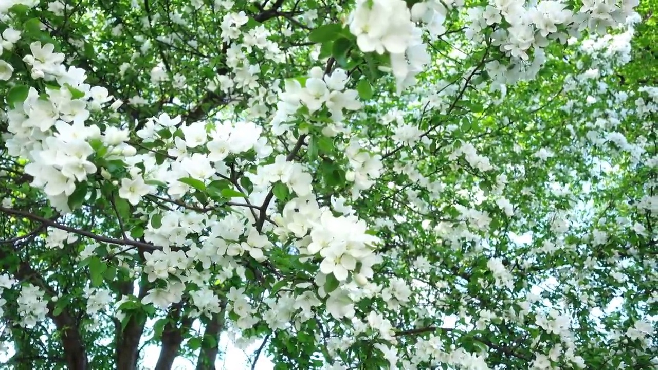 花园里盛开的苹果树。花的背景。春天。阳光明媚的一天。一棵苹果树上的白花的特写。美丽的自然绿色散景和阳光在背景视频素材