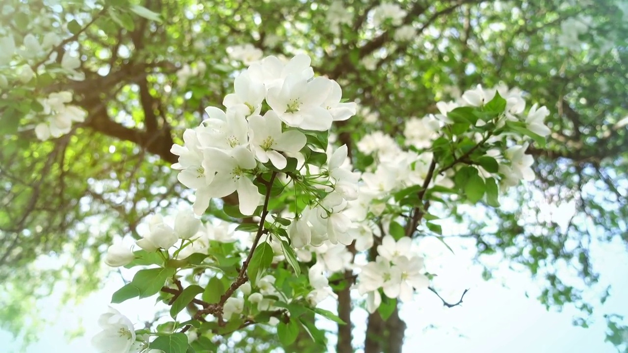 花园里盛开的苹果树。花的背景。春天。阳光明媚的一天。一棵苹果树上的白花的特写。美丽的自然绿色散景和阳光在背景视频素材