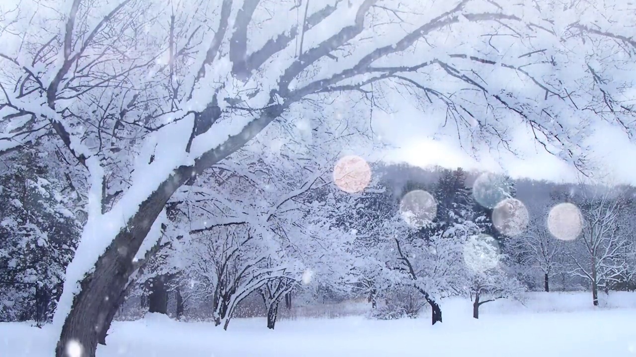 树木有雪视频素材