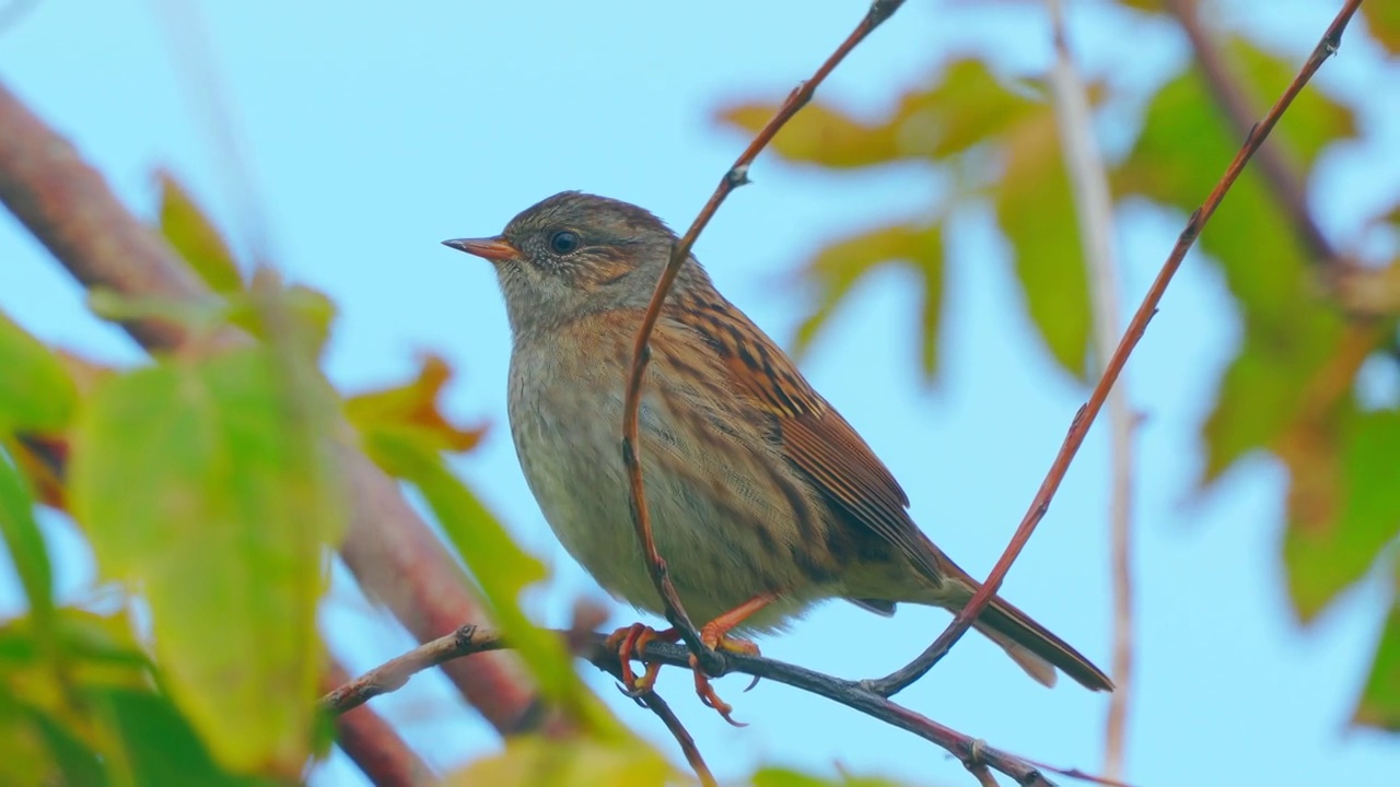 在一个寒冷晴朗的秋日里，冬扁桃(Prunella modularis)坐在树枝上。视频素材