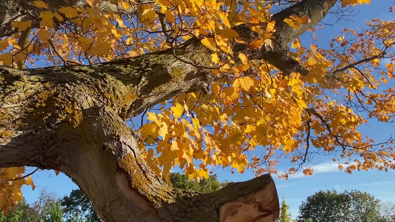 秋天，阳光明媚的小路穿过糖枫树视频素材