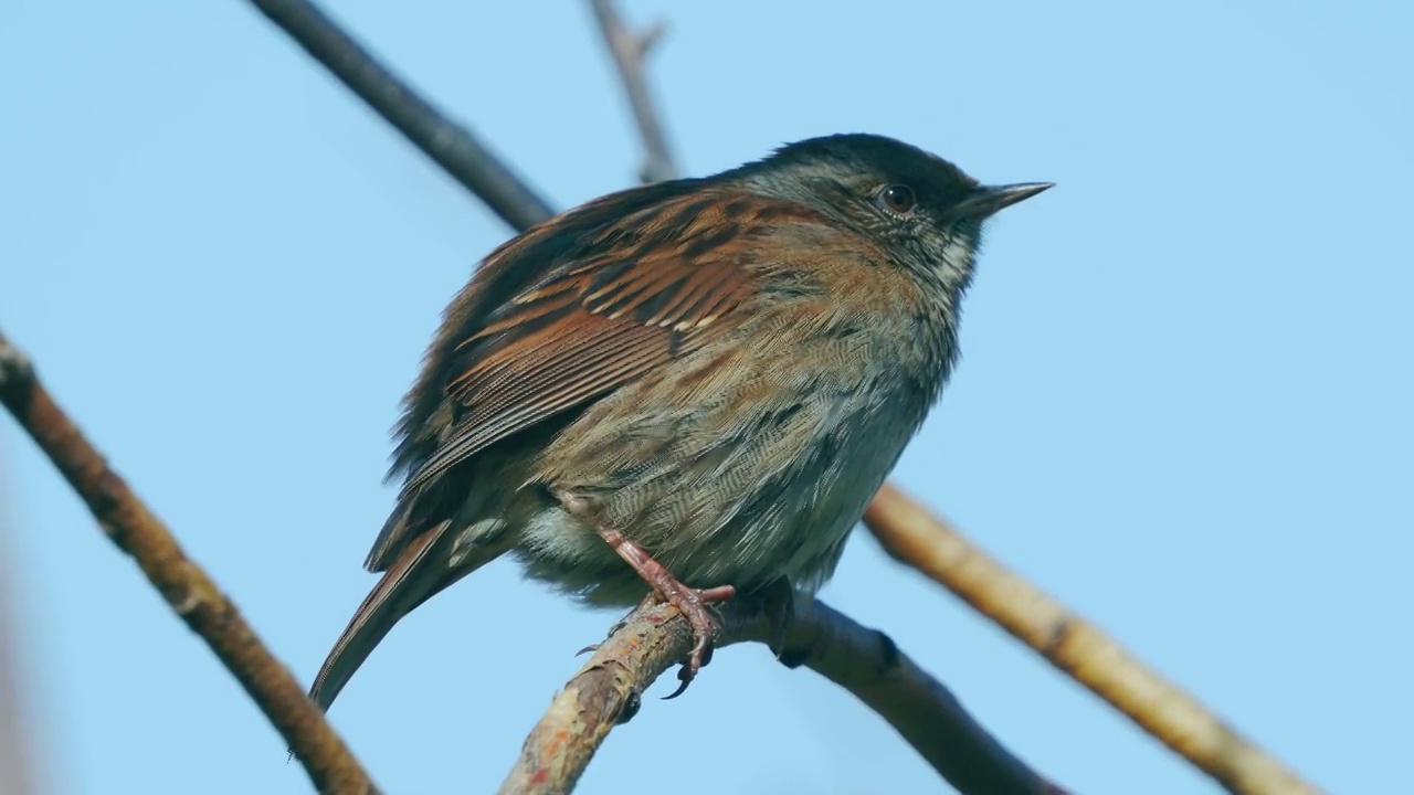 在一个寒冷晴朗的秋日里，冬扁桃(Prunella modularis)坐在树枝上。视频素材