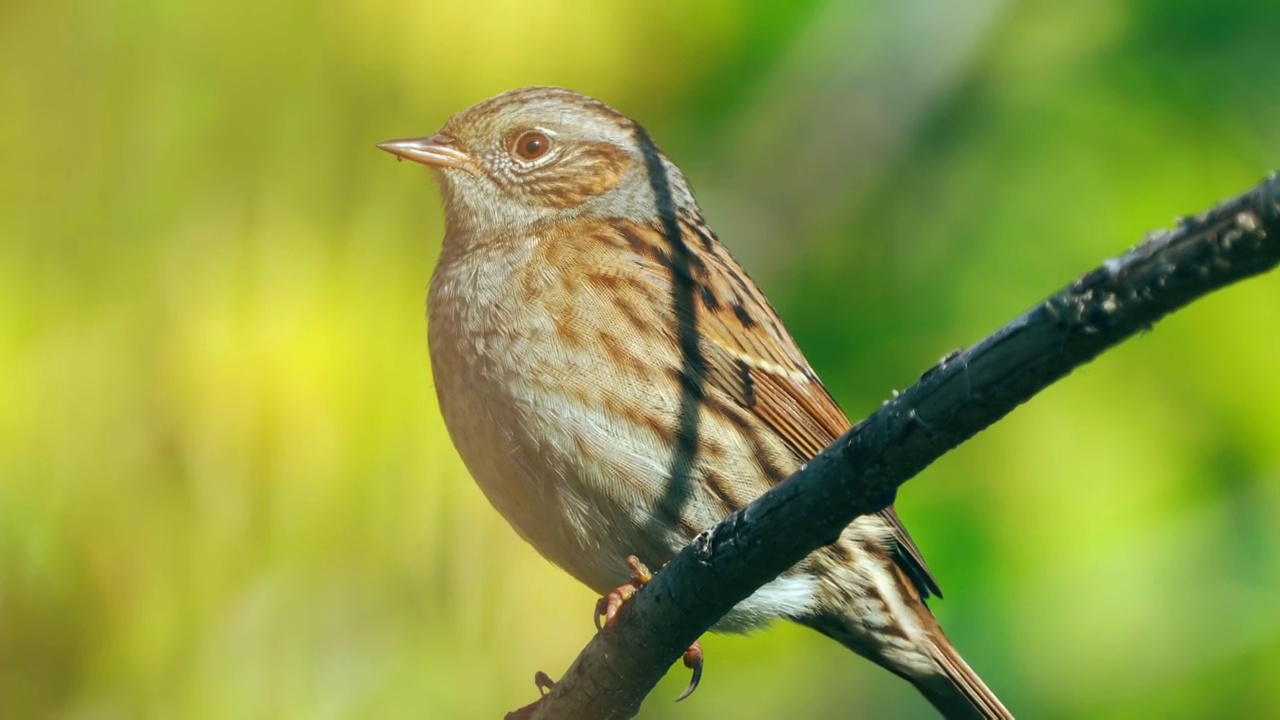 在一个寒冷晴朗的秋日里，冬扁桃(Prunella modularis)坐在树枝上。视频素材