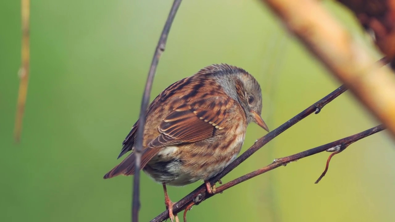 在一个寒冷晴朗的秋日里，冬扁桃(Prunella modularis)坐在树枝上。视频素材