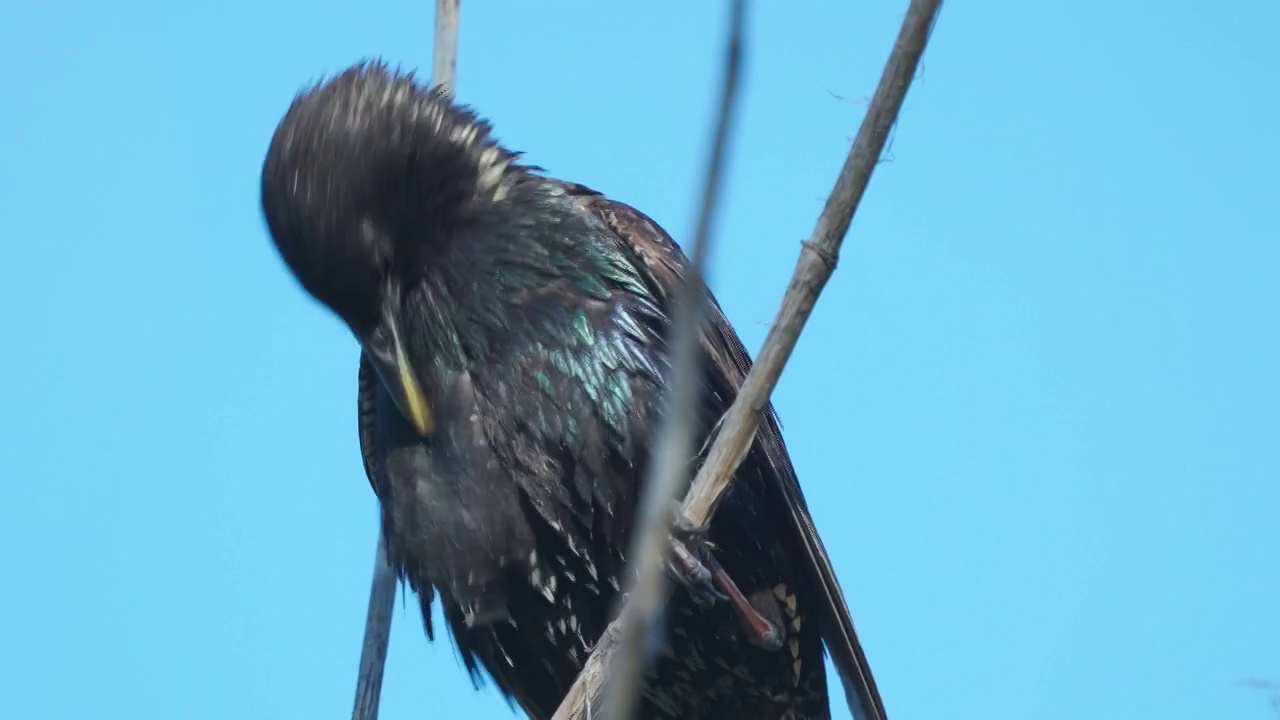 鸟-普通的八哥(Sturnus vulgaris)坐在树枝上一个阳光明媚的秋天早晨灌木。视频素材