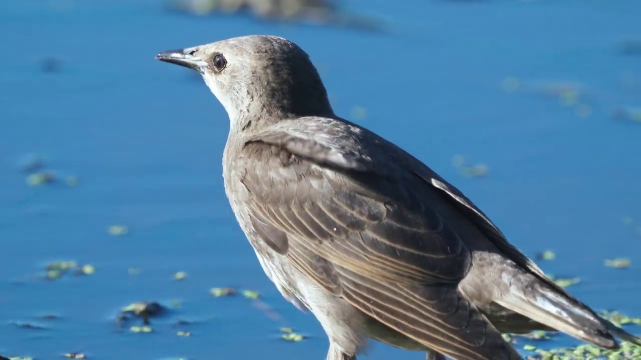 小鸟——年轻的普通椋鸟(Sturnus vulgaris)在阳光明媚的秋天早晨从湖中喝水。视频素材