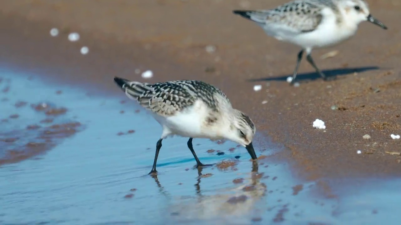 鸟——Sanderlings (Calidris alba)在一个阳光明媚的夏日早晨沿着沙滩和浅水区散步。视频素材