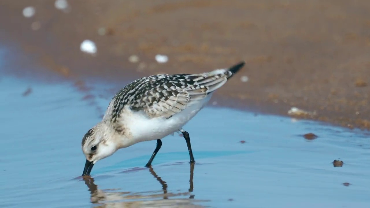 鸟——Sanderlings (Calidris alba)在一个阳光明媚的夏日早晨沿着沙滩和浅水区散步。视频素材