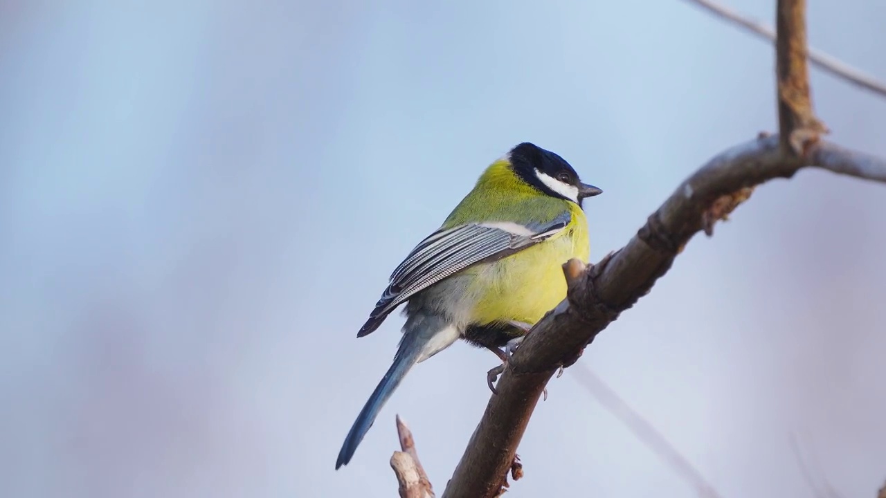 鸟-大山雀(Parus major)坐在树枝上在一个阳光明媚的秋日。特写镜头。视频素材