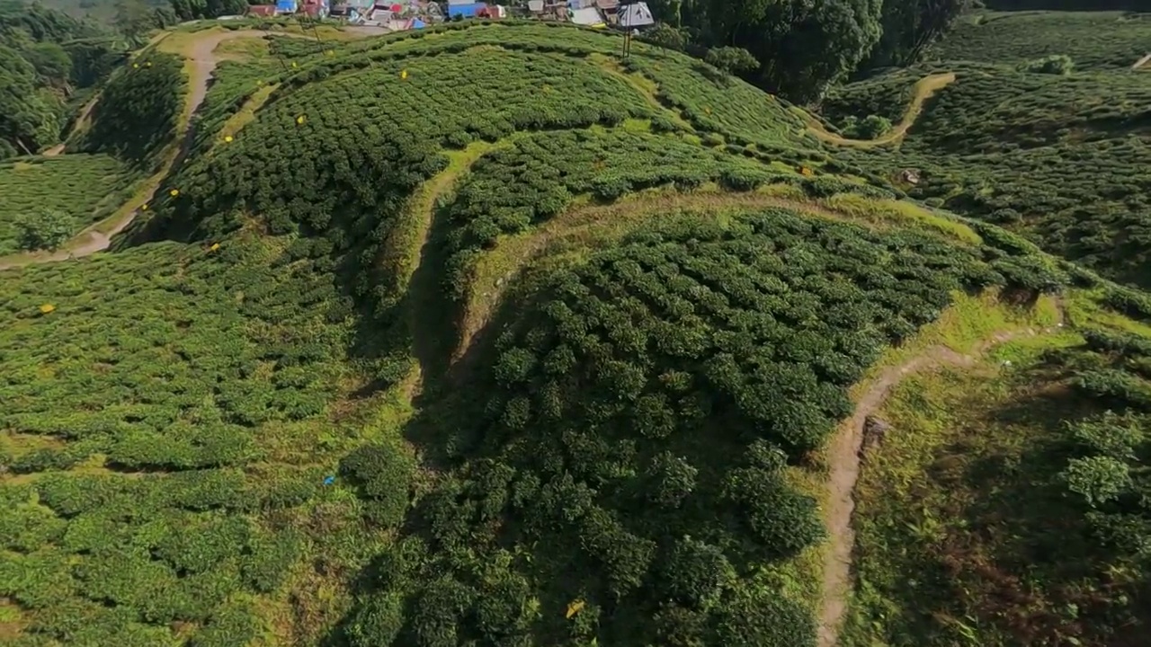 俯瞰绿茶园。无人机在白天拍摄的。视频素材