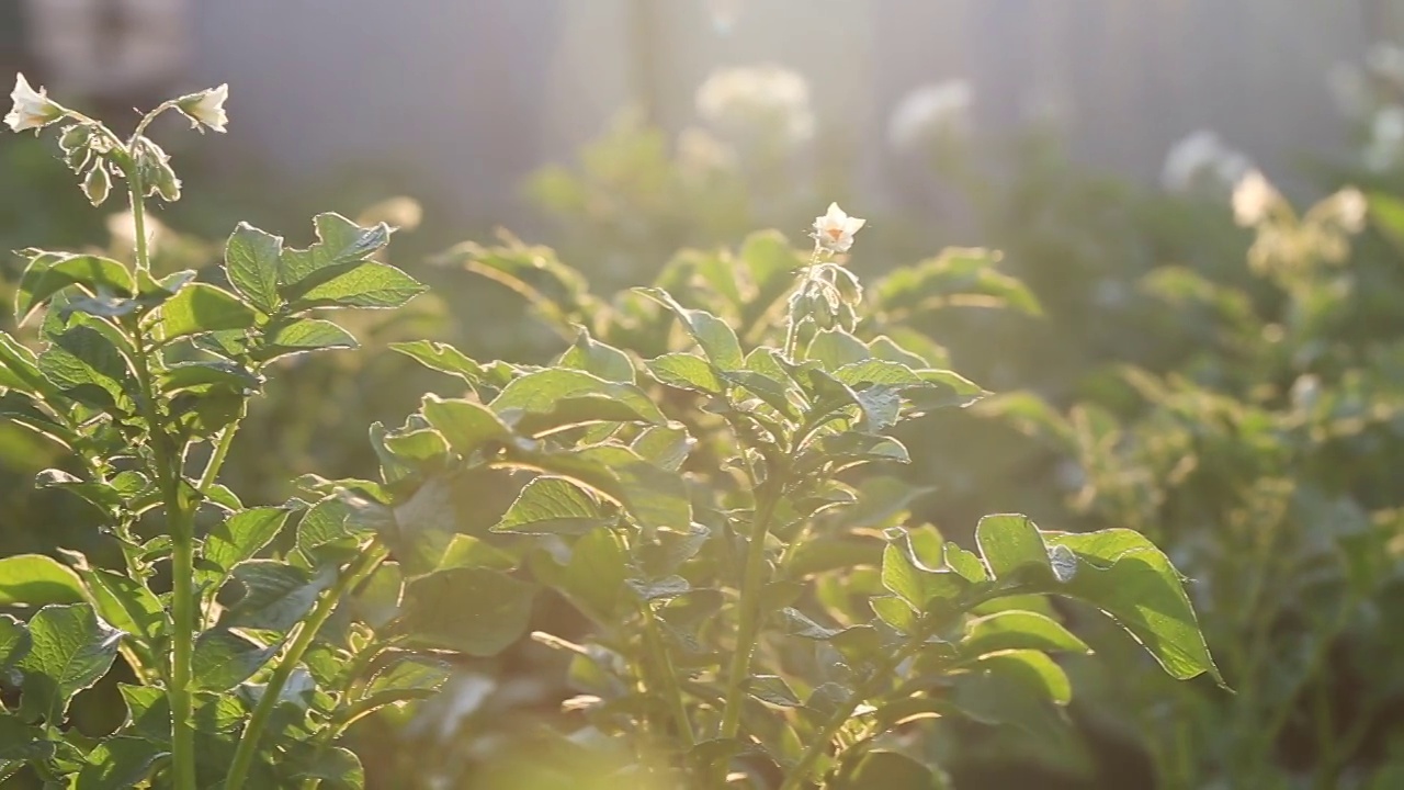 夕阳的余晖照亮了夏日阳光普照的田野里的绿油油的土豆丛。农业。种植蔬菜。视频连接。视频素材