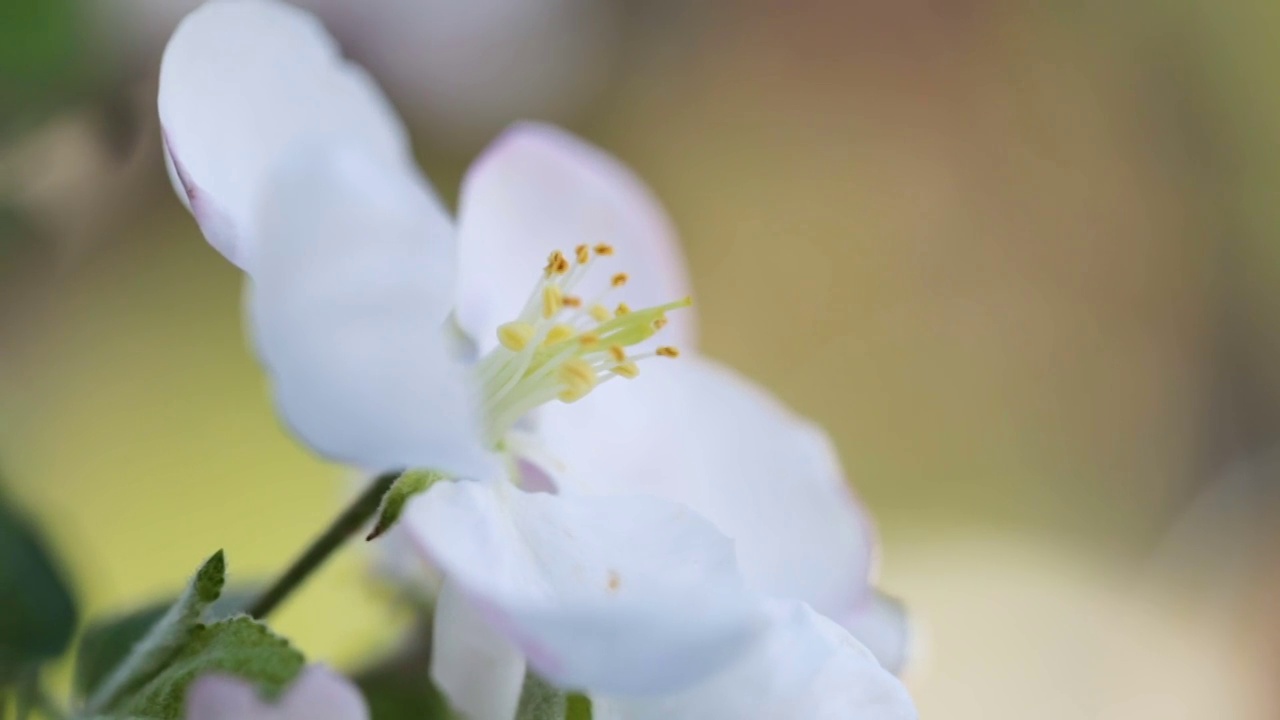 春天开花的苹果树在模糊的背景特写视频素材