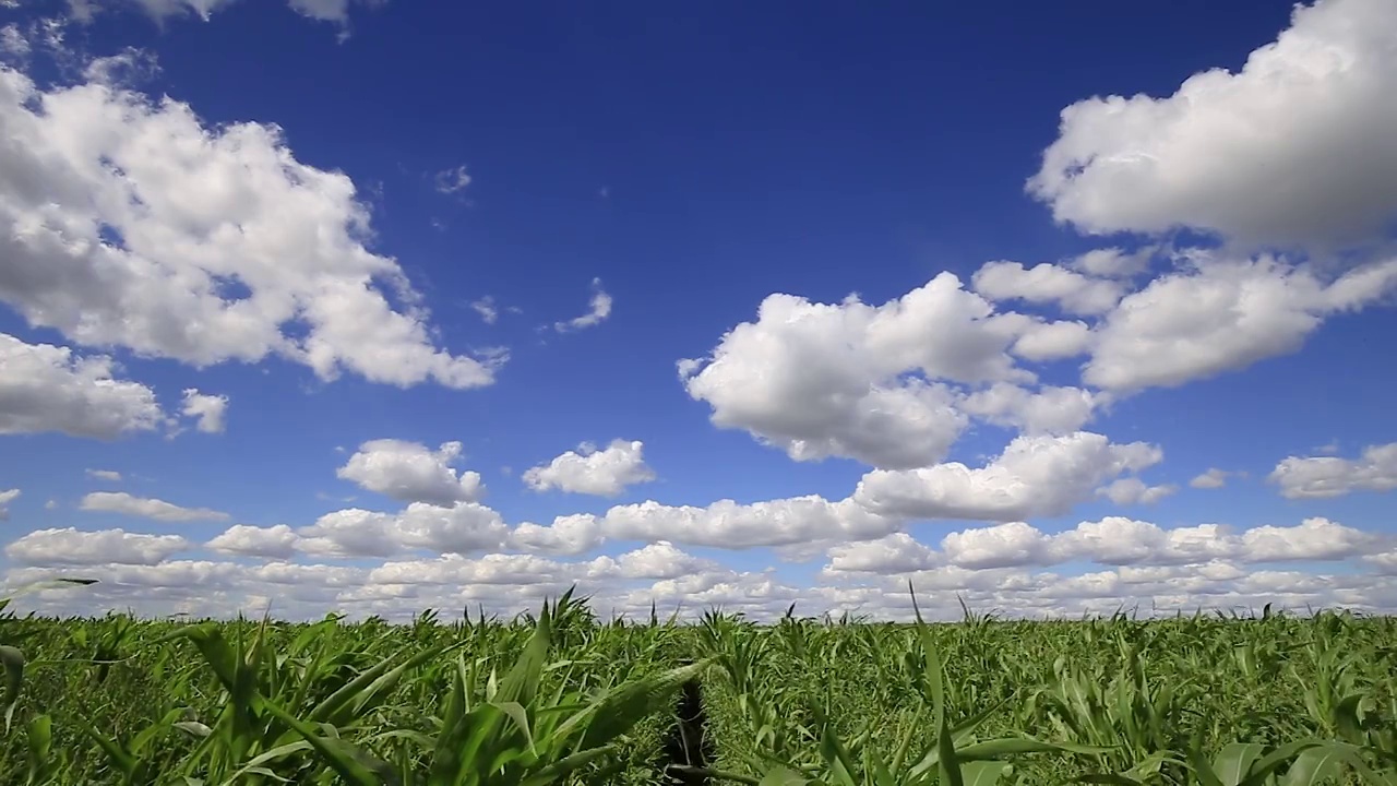 蓝蓝的天空和白云上面绿色的玉米田，全景。风景优美，风景动感，农用地景观优美。美丽的大自然。农业。玉米田。在农场种植蔬菜。视频素材